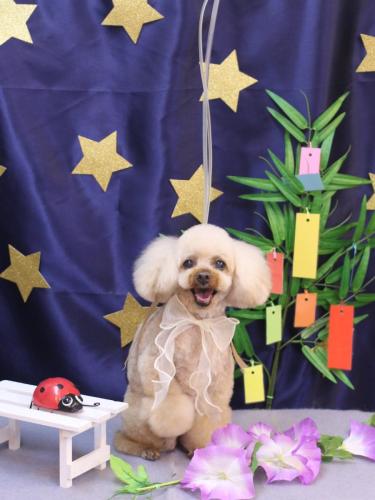 20230717マロンちゃん